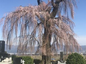 梓川北条のしだれ桜????