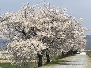梓川堤防沿いの桜????