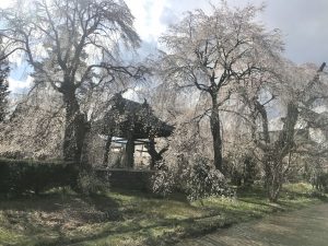波田　安養寺の桜????満開