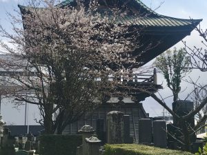 2020.04.02　念来寺の鐘楼前の桜????