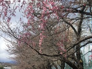 美須々駐車場の桜????