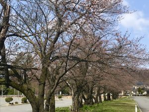 2020.4.2　松本市総合体育館南の桜