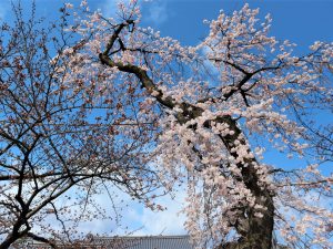 松本城周辺桜情報4月2日