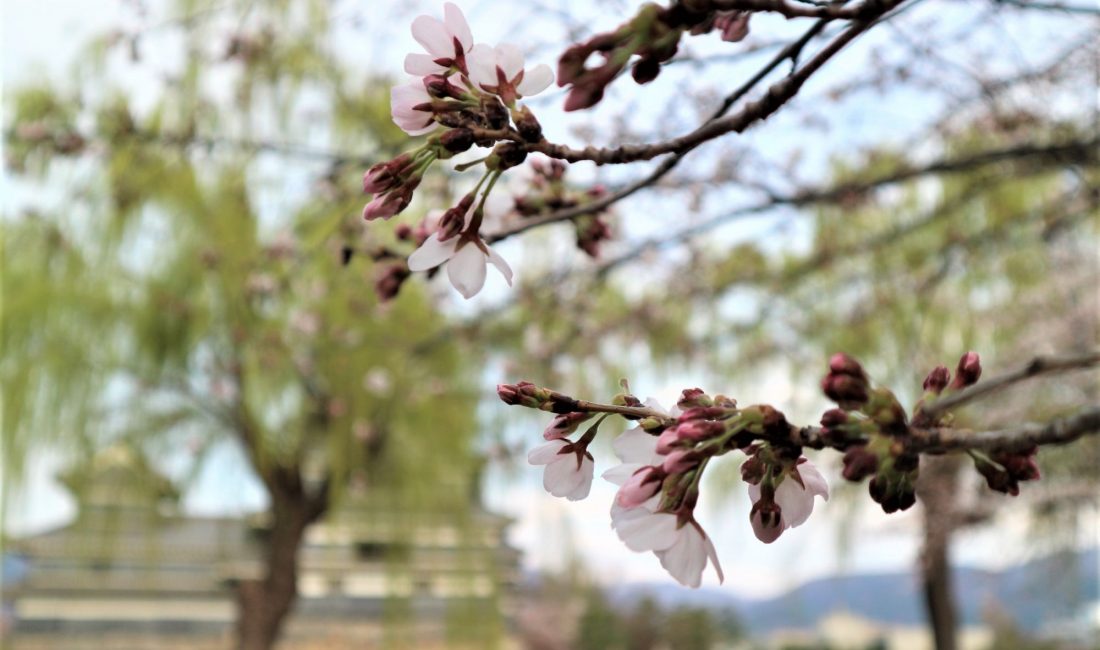 松本城公園の桜はまだつぼみが多いです。4月3日