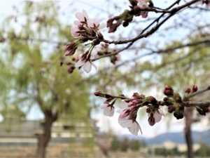 松本城公園の桜はまだつぼみが多いです。4月3日