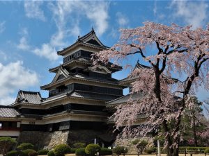 国宝松本城と「清正公駒つなぎの桜」美しすぎる????4月5日