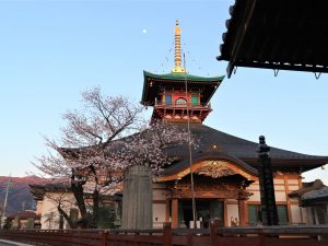 大安楽寺の桜????