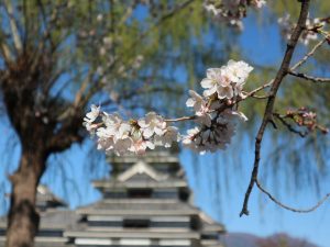 松本城公園・本丸庭園の桜????4月6日