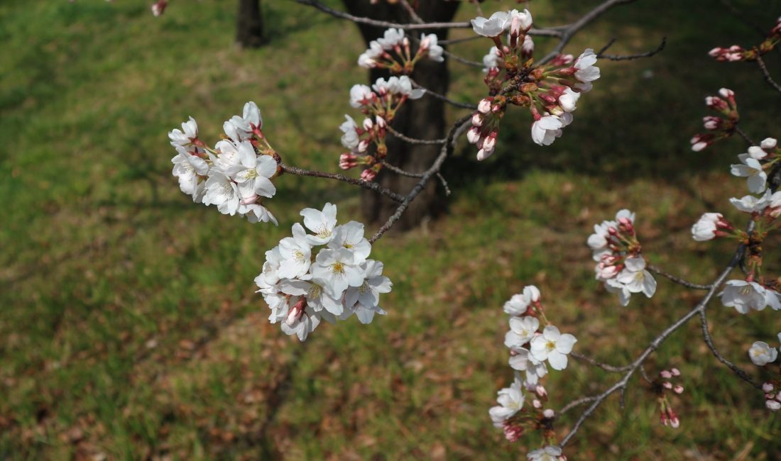 松本市総合体育館・キッセイ文化ホール周辺の桜情報????