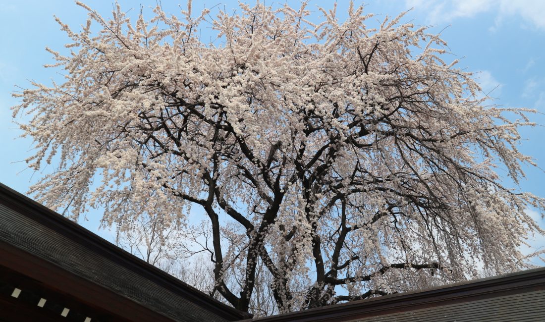 長野縣護国神社は桜の名所です????????