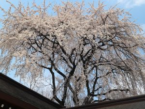 長野縣護国神社は桜の名所です????????