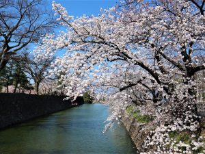 国宝松本城外堀????満開????確かに今年の桜は綺麗です????4月9日