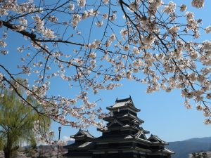松本城公園????満開????確かに今年の桜は綺麗です????4月9日