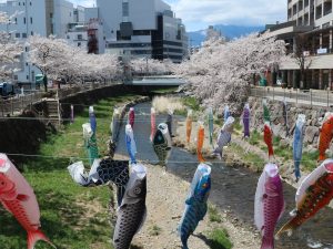 女鳥羽川にたなびく鯉のぼりと桜????