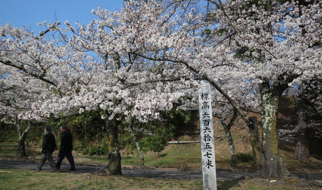 城山公園????桜満開????