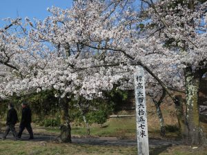 城山公園????桜満開????
