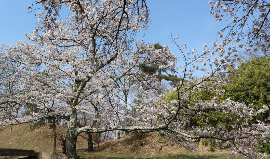 松本最古の城址公園「城山公園犬甘城跡を辿る」歴史遍#おうちで松本