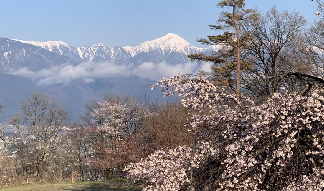 アルプス公園の桜