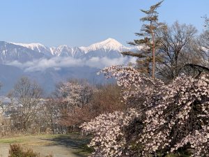 アルプス公園の桜
