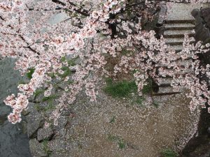 桜を散らす雨が降りました????