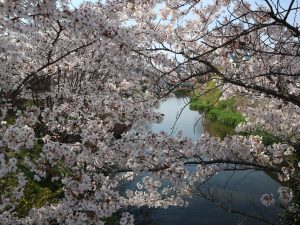 国宝松本城新町総掘り桜・北門大井戸桜????