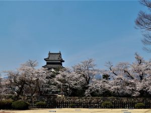 国宝松本城桜は見頃が続いています????