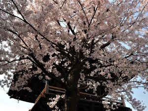 女鳥羽川左岸沿いの桜・旧念来寺鐘楼前の桜・なわて通りの枝垂れ桜????