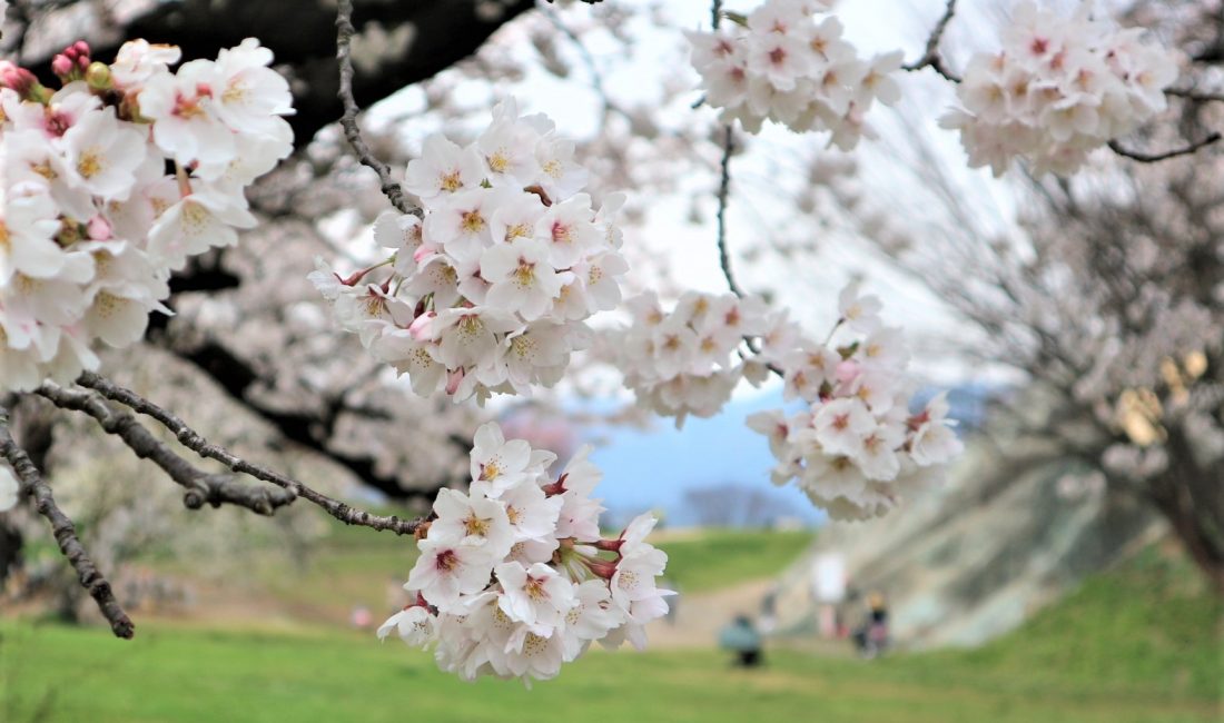 アルプス公園は桜がいっぱい満開????です!