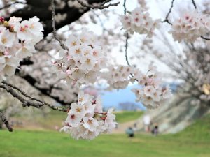 アルプス公園は桜がいっぱい満開????です！