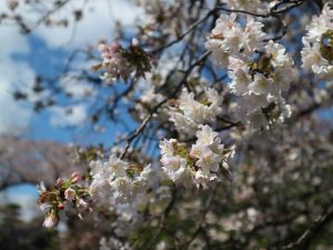 国宝松本城遅咲きの桜????