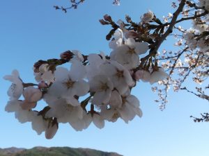 우스가와 사쿠라(벚꽃) 소식