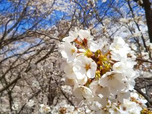 Matsumoto à l'heure des Sakura