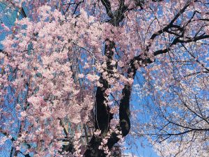 Noch mehr Kirschblüten in Matsumoto