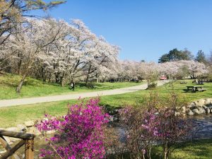 Kirschblüte im Alpenpark
