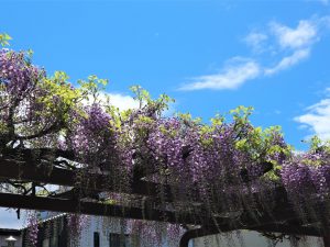＃おうちで松本　街中の花が咲き始めています。