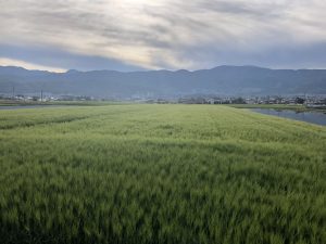 FRESH GREEN ช่วงปลายฤดูใบไม้ผลิ