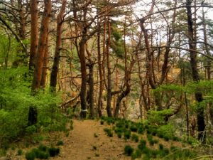 Hiking Asama Onsen - Part 1: No-Name-yama