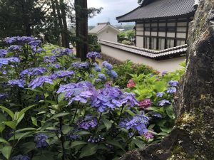 松本弘长寺的绣球花