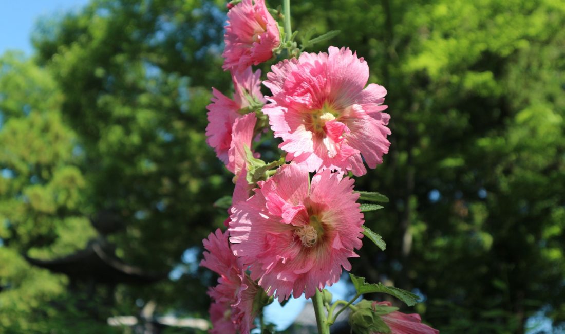 #のんびり松本 松本神社の立葵(タチアオイ)2020