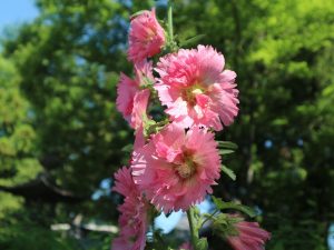 ＃のんびり松本　松本神社の立葵（タチアオイ）2020