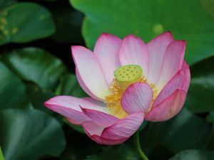 梅雨明け直前 松本城公園　池のハスとスイレンの花が見ごろです。
