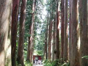戸隠神社的古杉树林道