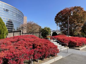 10月的紅葉????