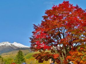 乗鞍高原は三段紅葉となりました！！