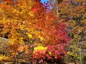 **Spécial Automne** Matsumoto et ses couleurs automnales