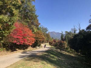 松本市内及周边的秋红，美极了！
