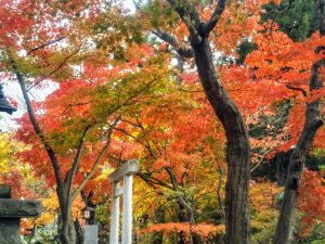 Yohashira Shrine & The Colors of the Season