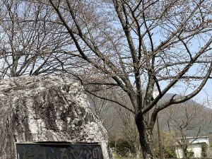 2021.3.30 AM  梓川ふるさと公園の桜