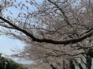 2021.3.29　AM　美須々の市営駐車場の桜