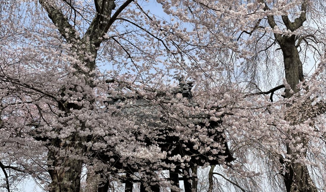 2012.3.30 AM 波田 安養寺の枝垂れ桜